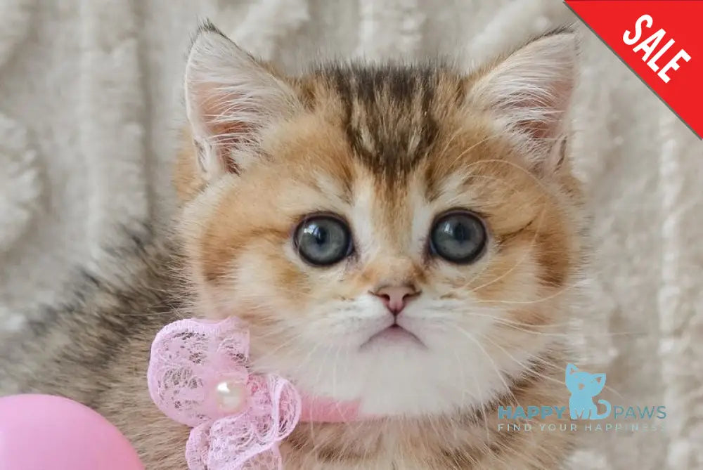 Lola Munchkin female black golden ticked tabby live animals