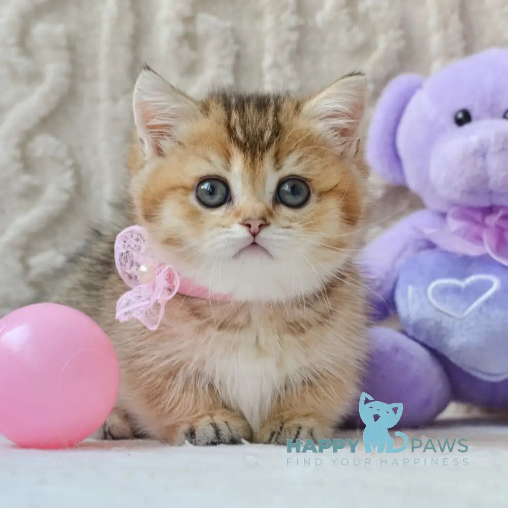 Lola Munchkin female black golden ticked tabby live animals