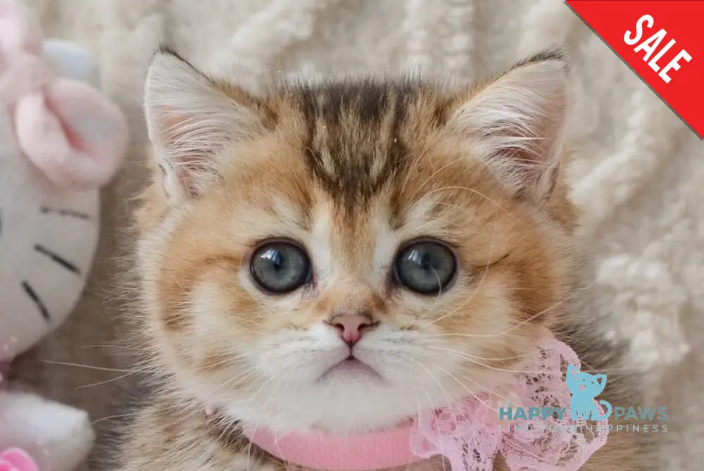 Lola Munchkin female black golden ticked tabby live animals