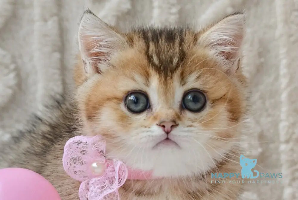 Lola Munchkin female black golden ticked tabby live animals