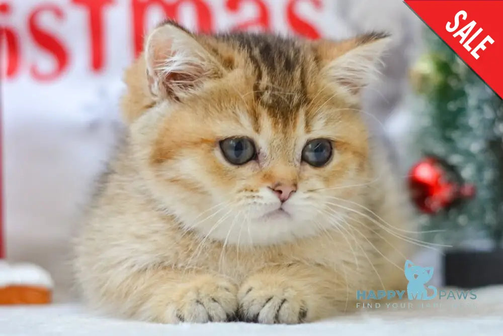 Lola Munchkin female black golden ticked tabby live animals