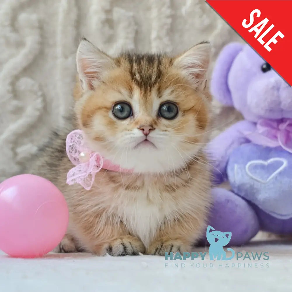 Lola Munchkin female black golden ticked tabby live animals