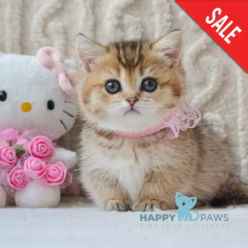 Lola Munchkin female black golden ticked tabby live animals