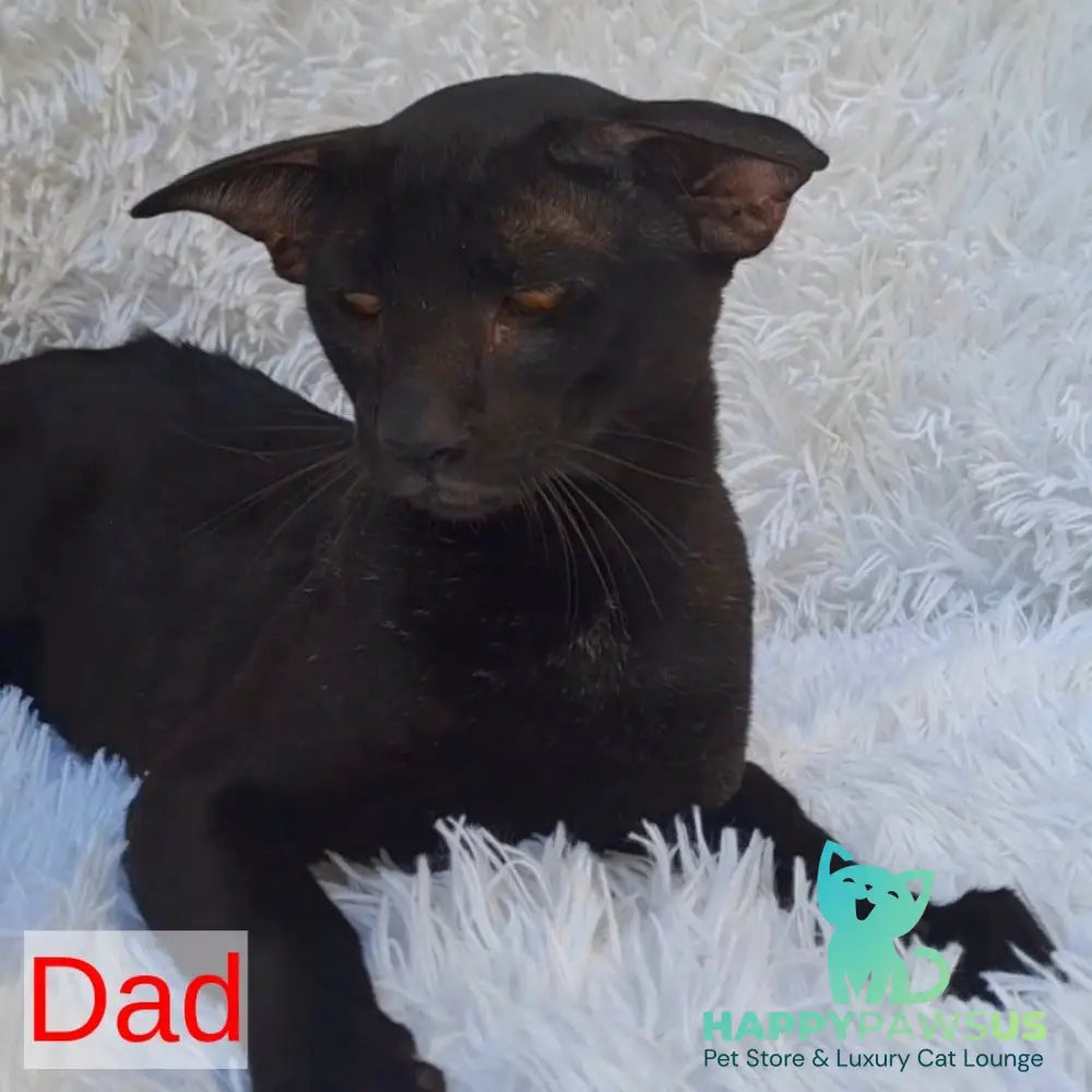 Lola Oriental Shorthair female black - live animals