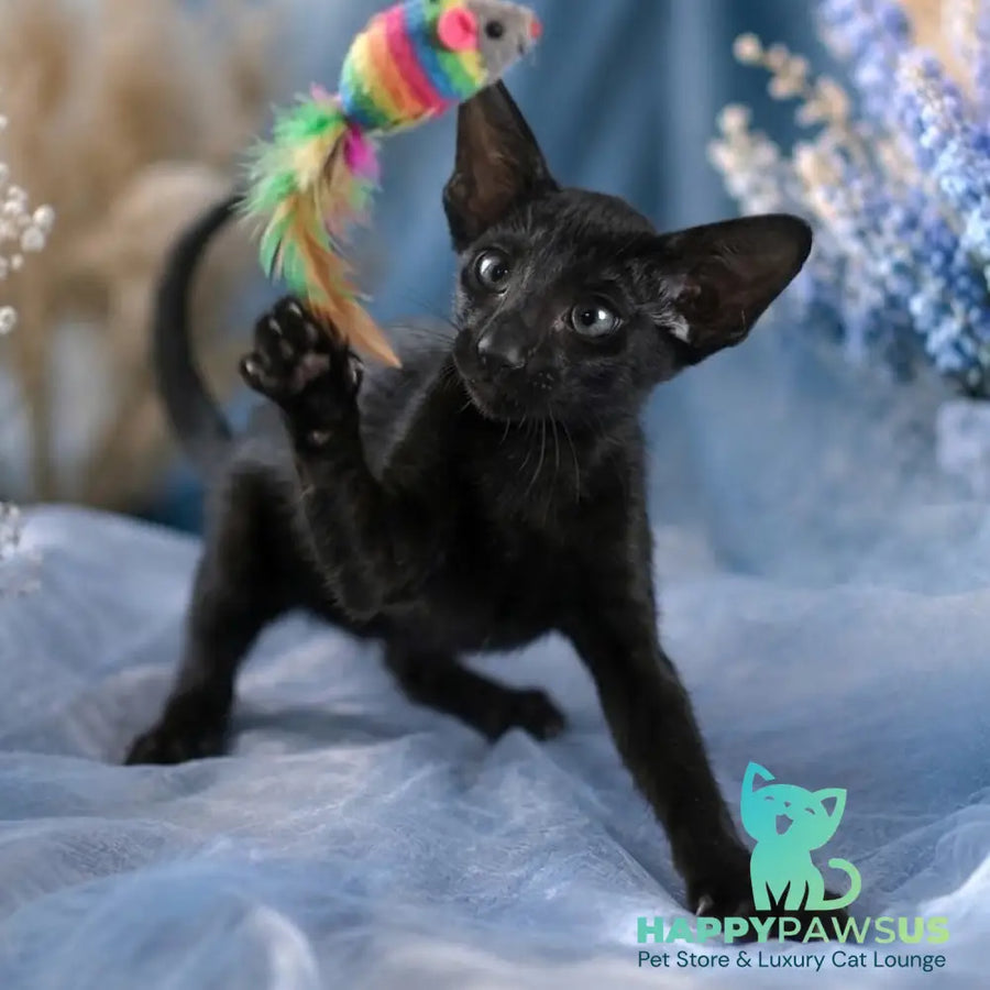 Lola Oriental Shorthair female black - live animals