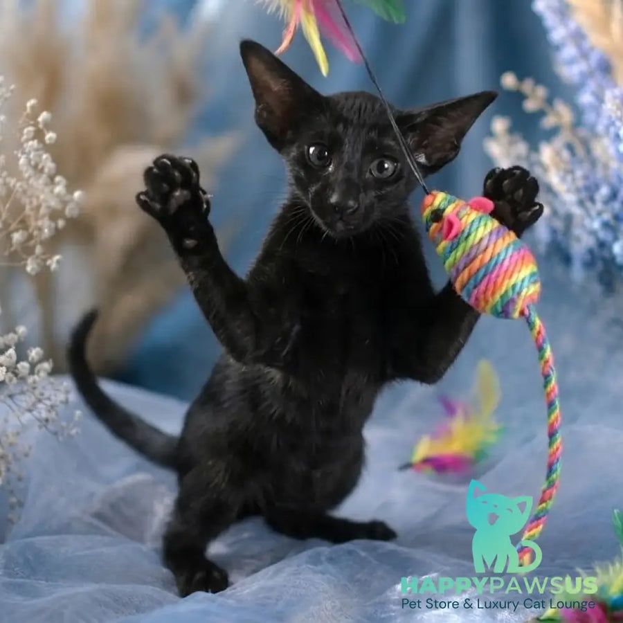 Lola Oriental Shorthair female black - live animals