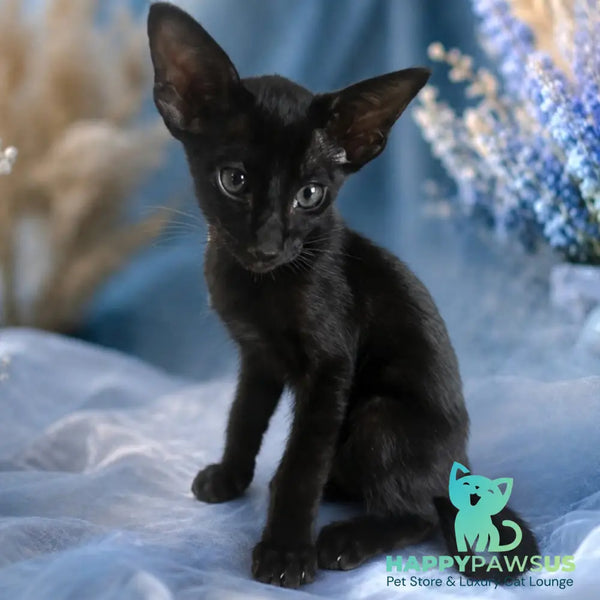 Lola Oriental Shorthair female black - live animals