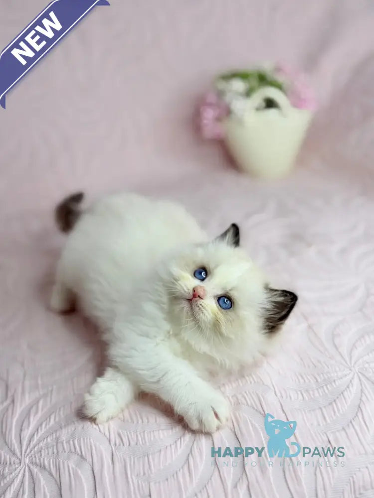 Lola Ragdoll female black bicolour live animals