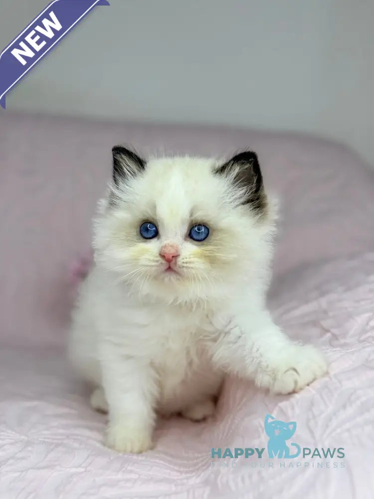 Lola Ragdoll female black bicolour live animals