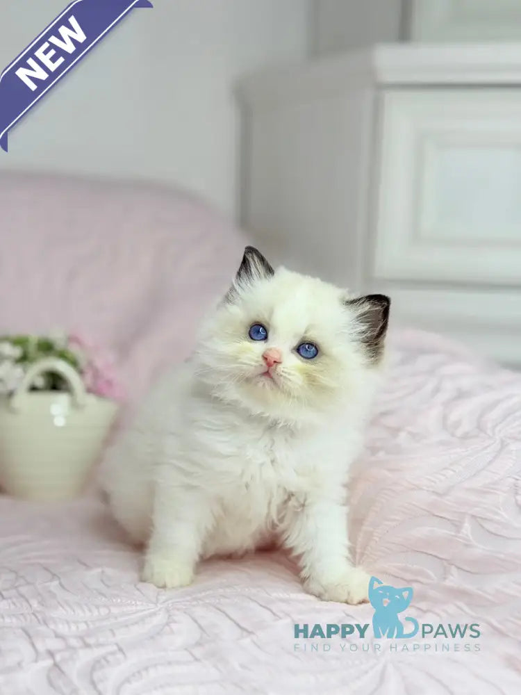 Lola Ragdoll female black bicolour live animals