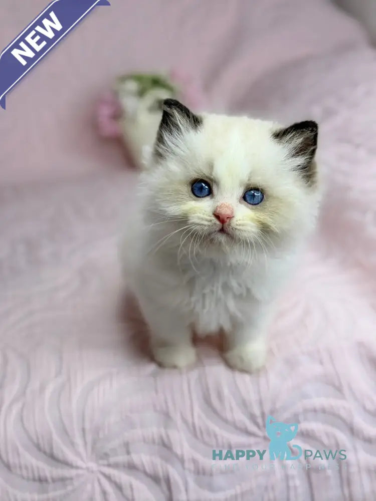 Lola Ragdoll female black bicolour live animals