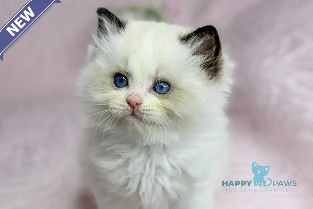 Lola Ragdoll female black bicolour live animals