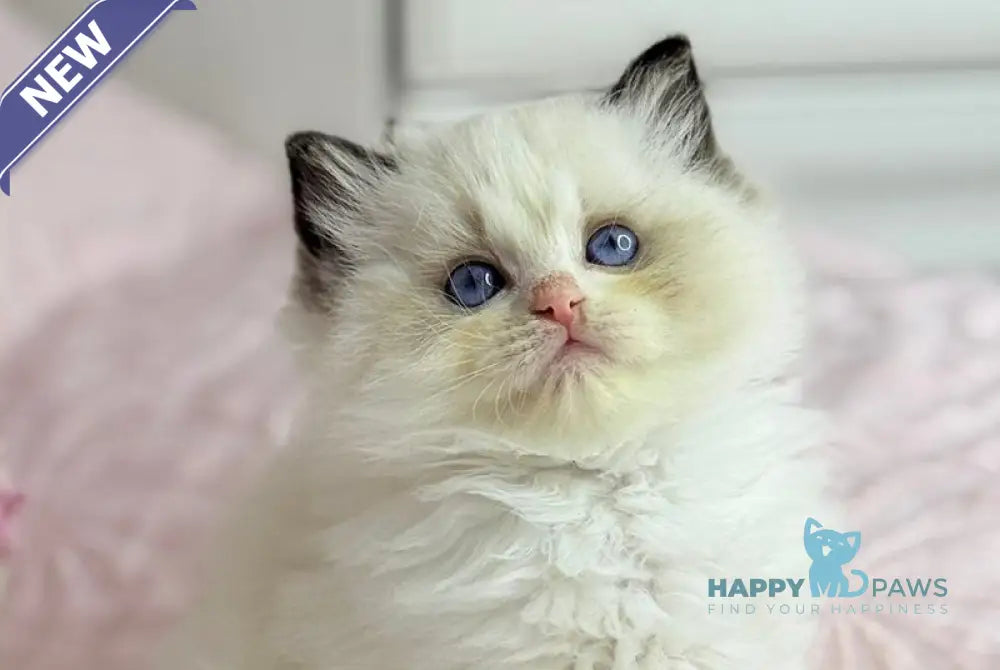 Lola Ragdoll female black bicolour live animals