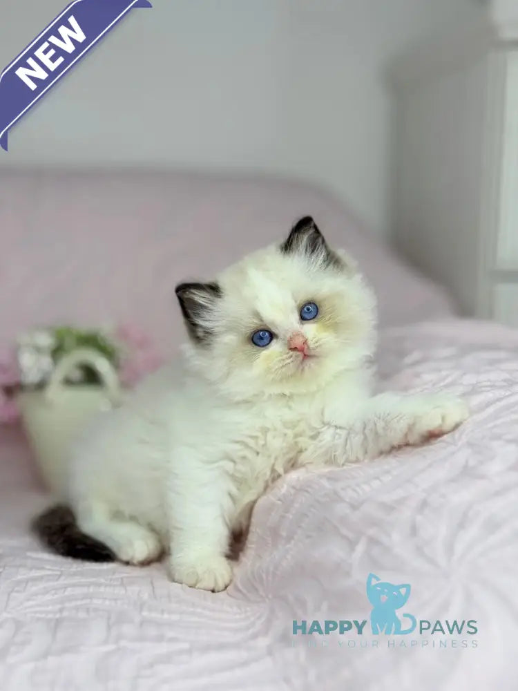 Lola Ragdoll female black bicolour live animals