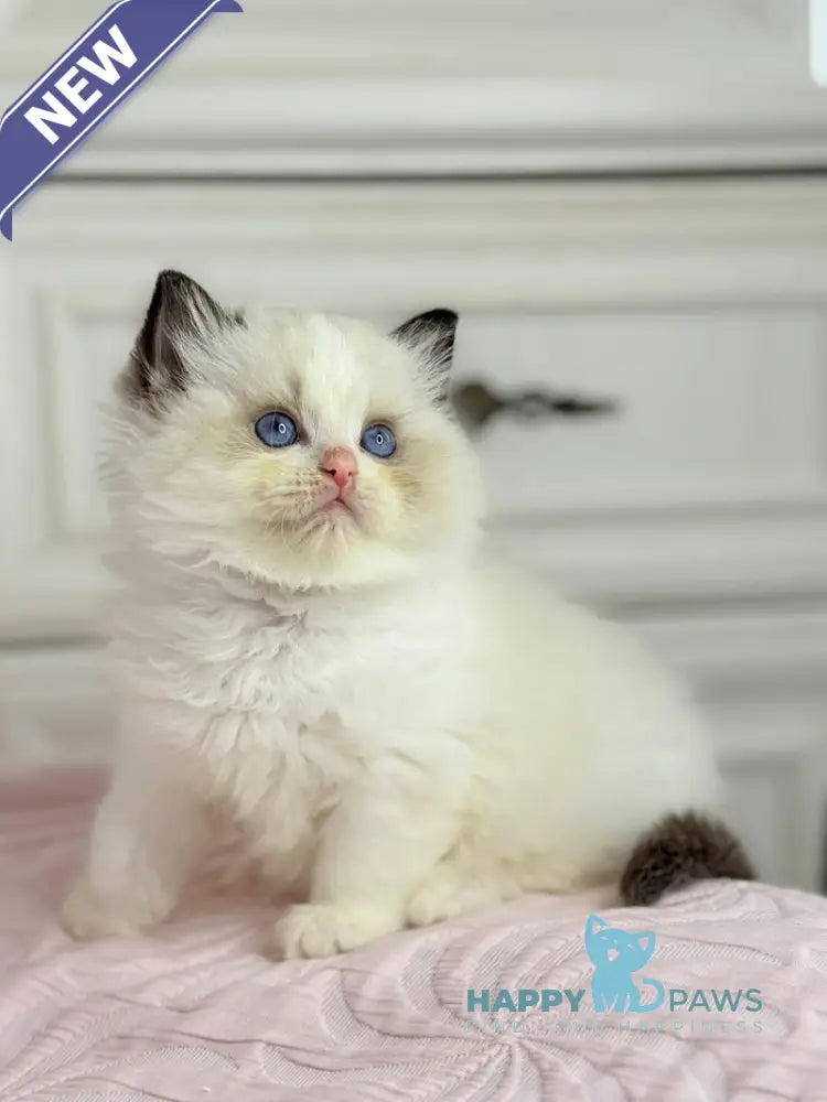 Lola Ragdoll female black bicolour live animals