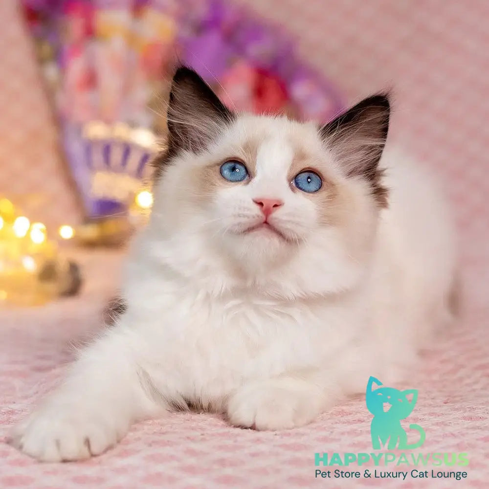 Lola Ragdoll female seal bicolour - live animals