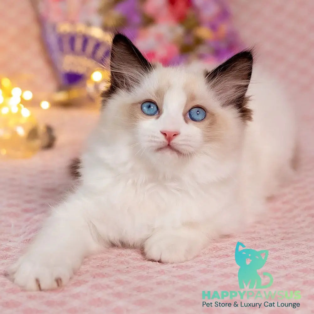 Lola Ragdoll female seal bicolour - live animals