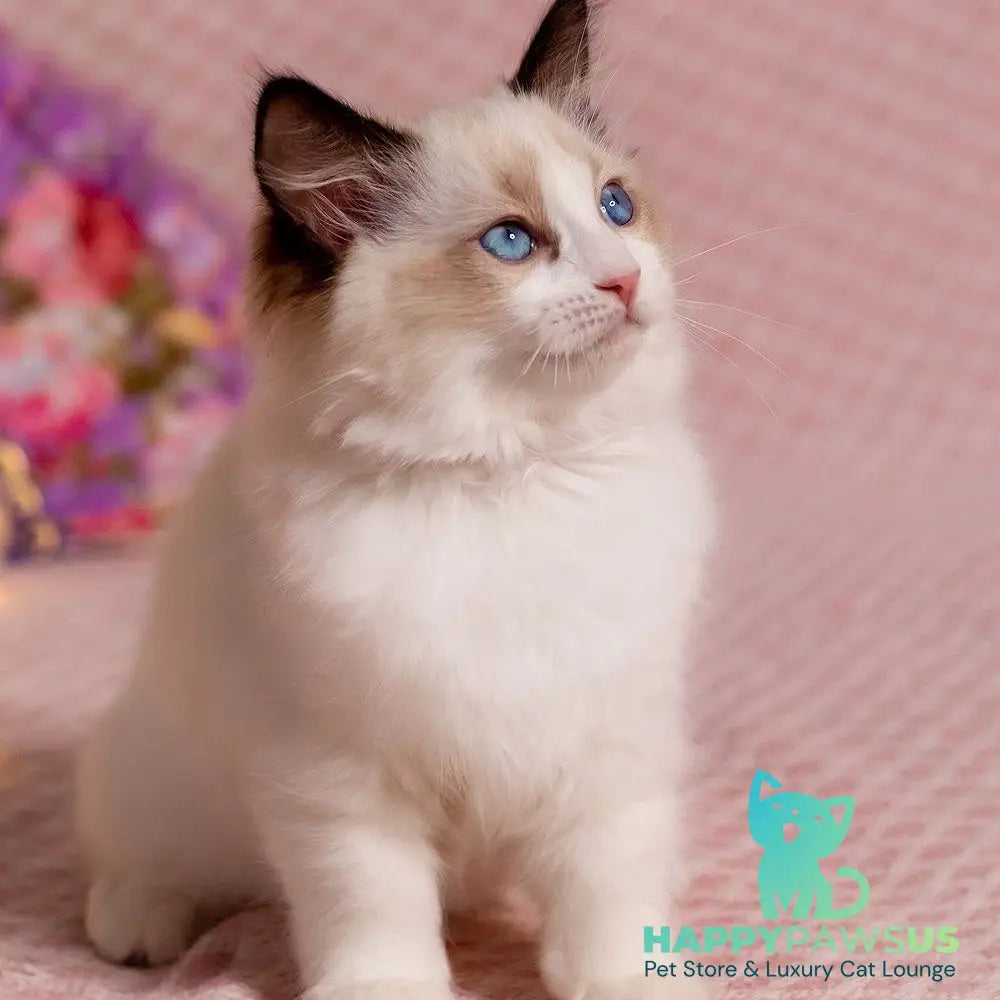 Lola Ragdoll female seal bicolour - live animals