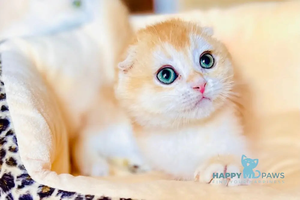 Lola Scottish Fold female black golden chinchilla live animals