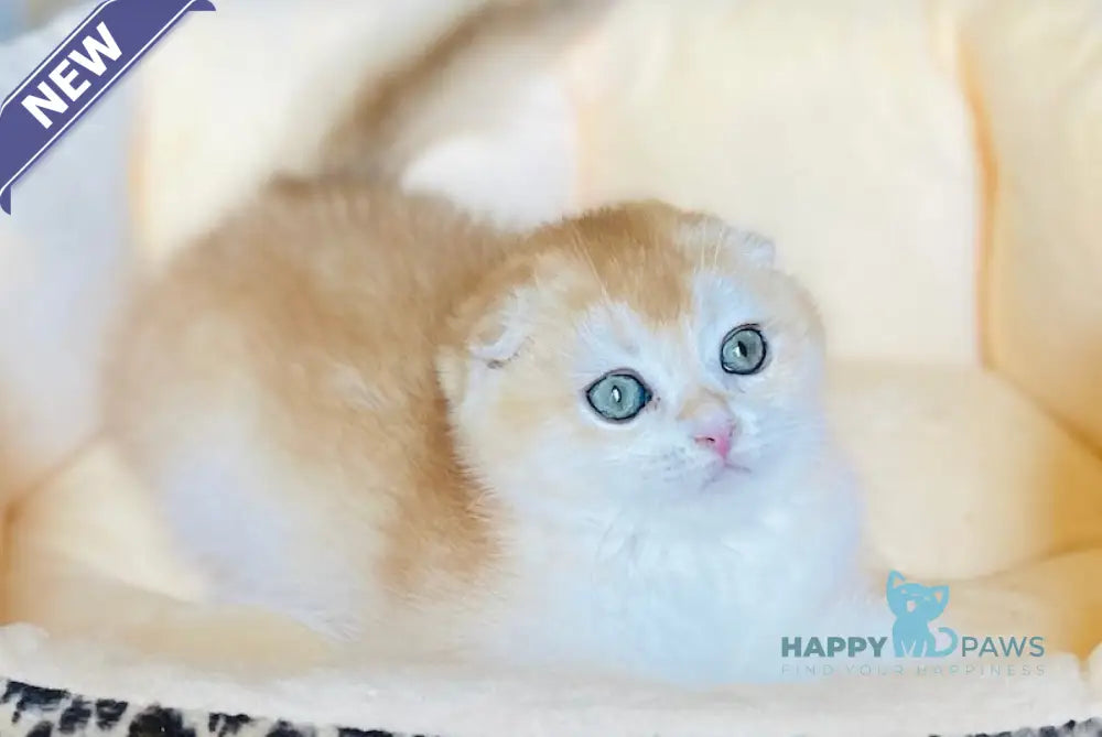 Lola Scottish Fold female black golden chinchilla live animals