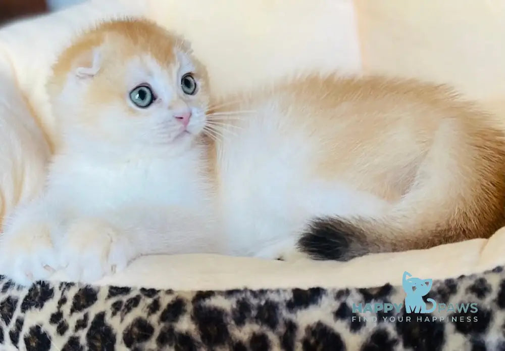 Lola Scottish Fold female black golden chinchilla live animals