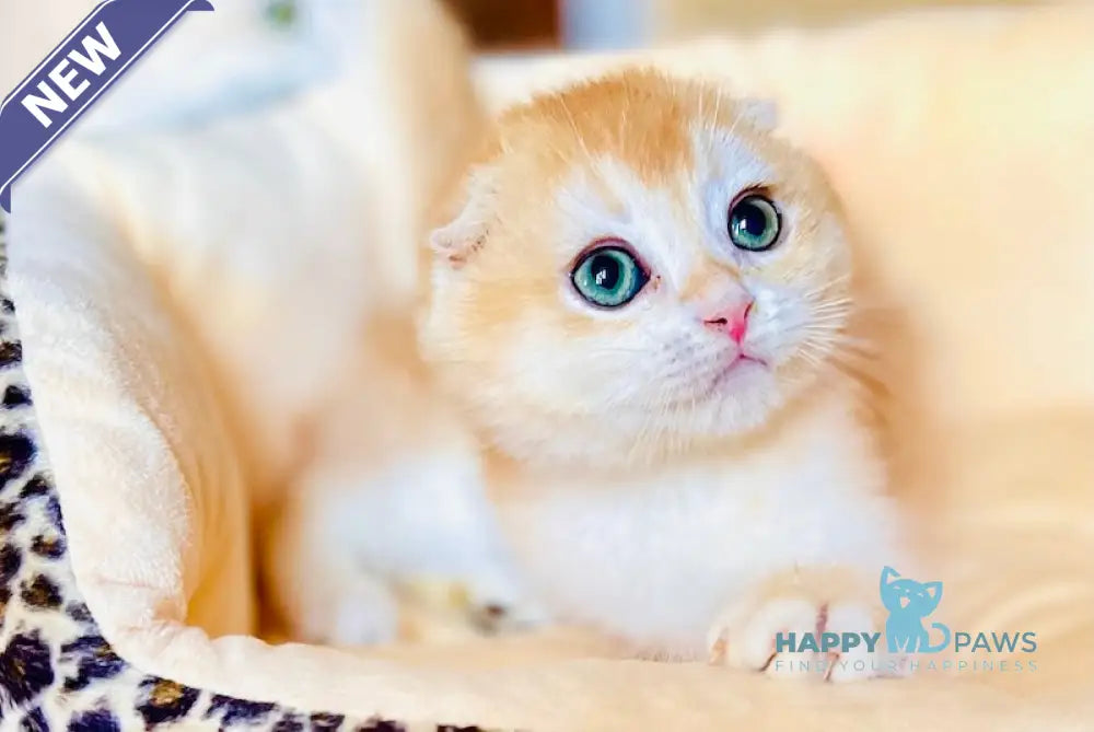 Lola Scottish Fold female black golden chinchilla live animals