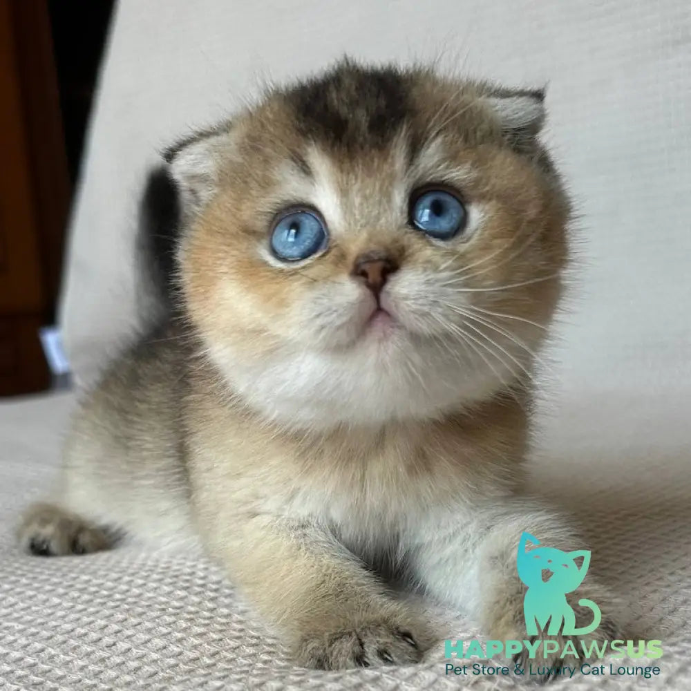 Lola Scottish Fold female black golden ticked tabby with white - live animals
