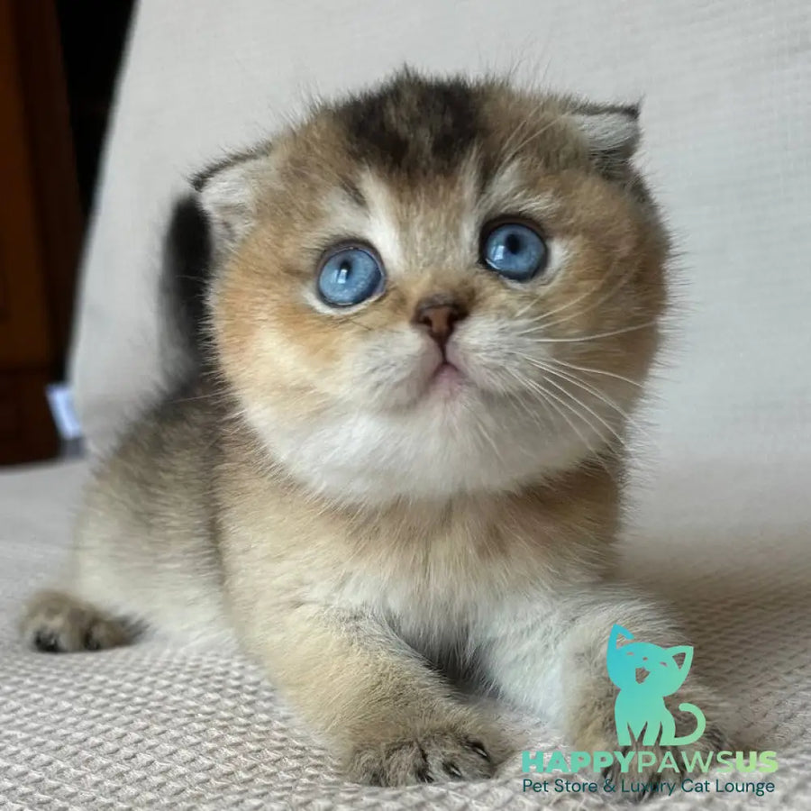 Lola Scottish Fold female black golden ticked tabby with white - live animals