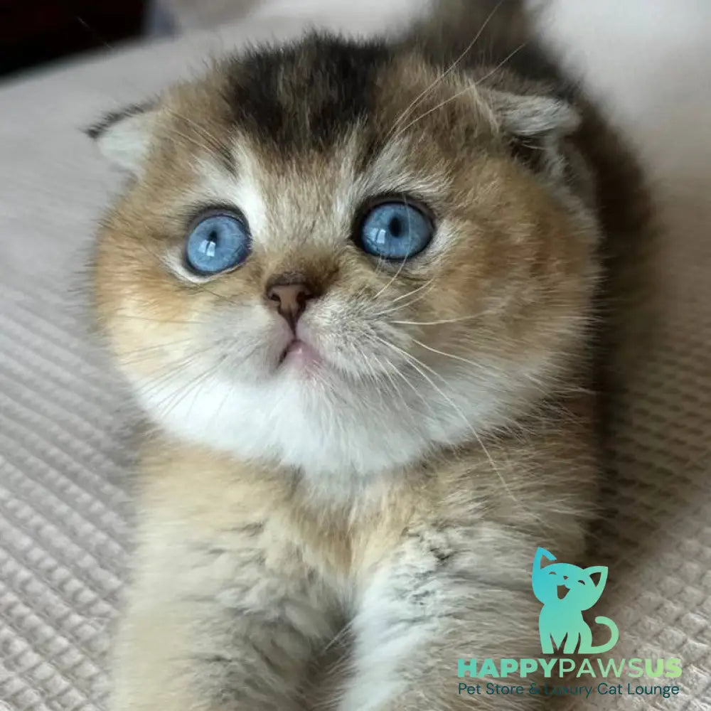 Lola Scottish Fold female black golden ticked tabby with white - live animals