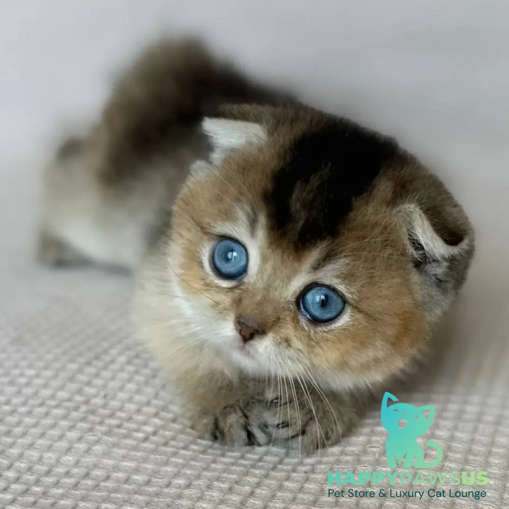Lola Scottish Fold female black golden ticked tabby with white - live animals