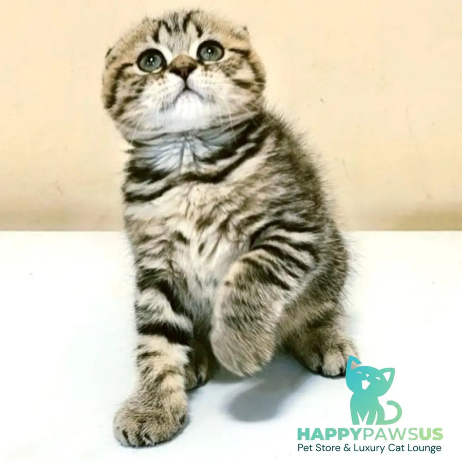 Lola Scottish Fold female black spotted tabby - live animals