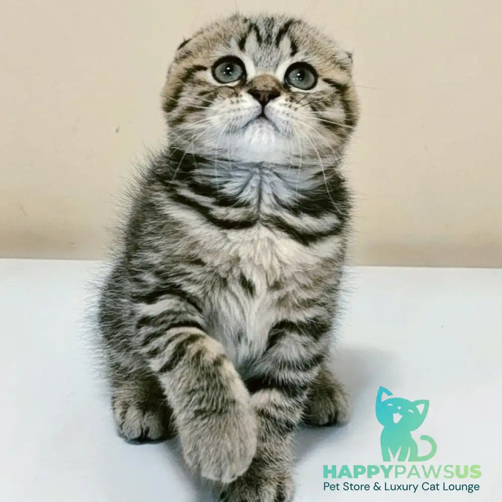 Lola Scottish Fold female black spotted tabby - live animals