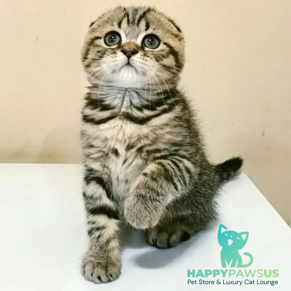 Lola Scottish Fold female black spotted tabby - live animals