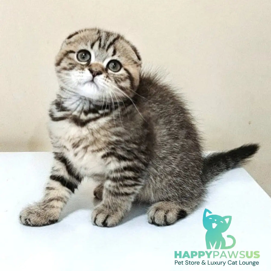 Lola Scottish Fold female black spotted tabby - live animals