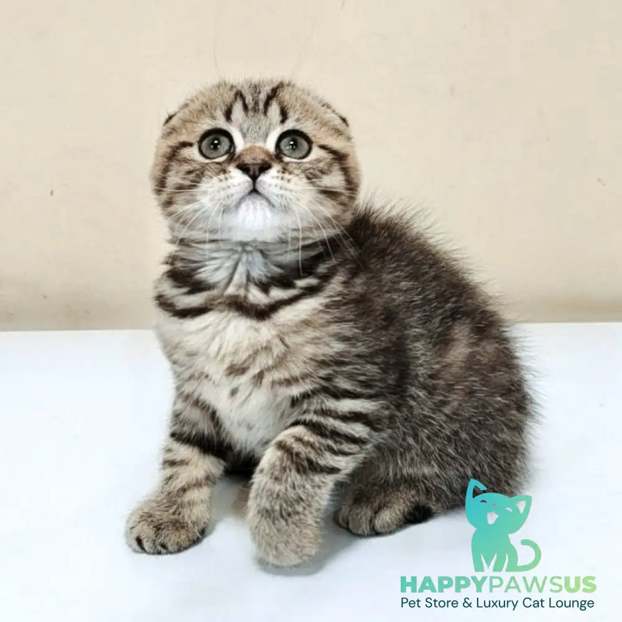 Lola Scottish Fold female black spotted tabby - live animals