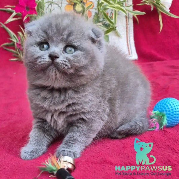 Lola Scottish Fold female blue - live animals