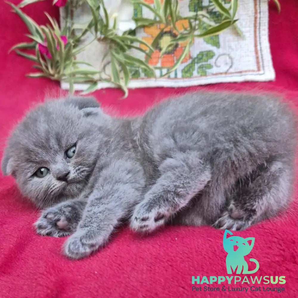 Lola Scottish Fold female blue - live animals