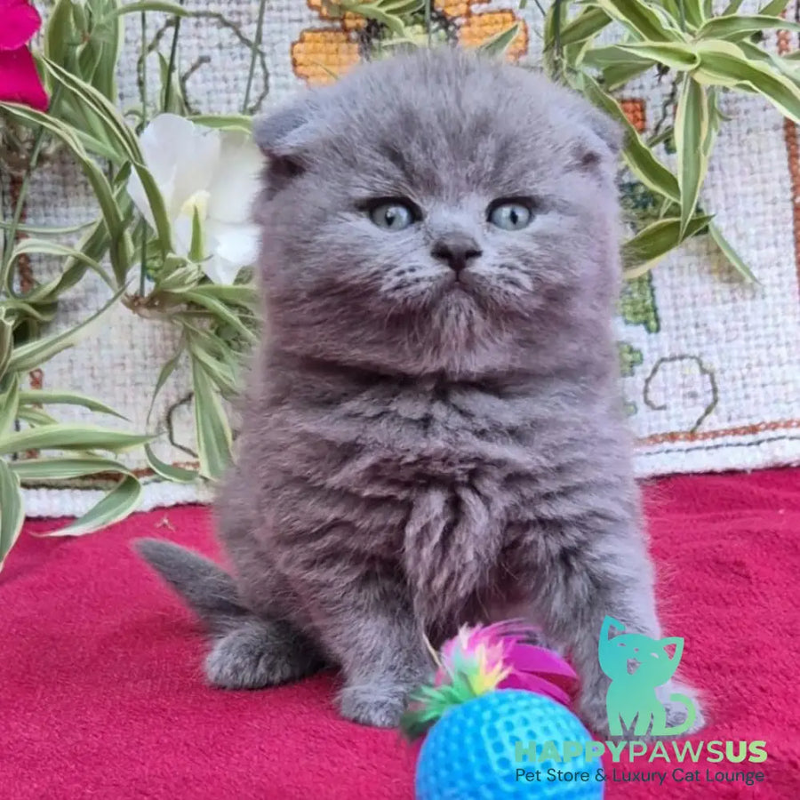 Lola Scottish Fold female blue - live animals