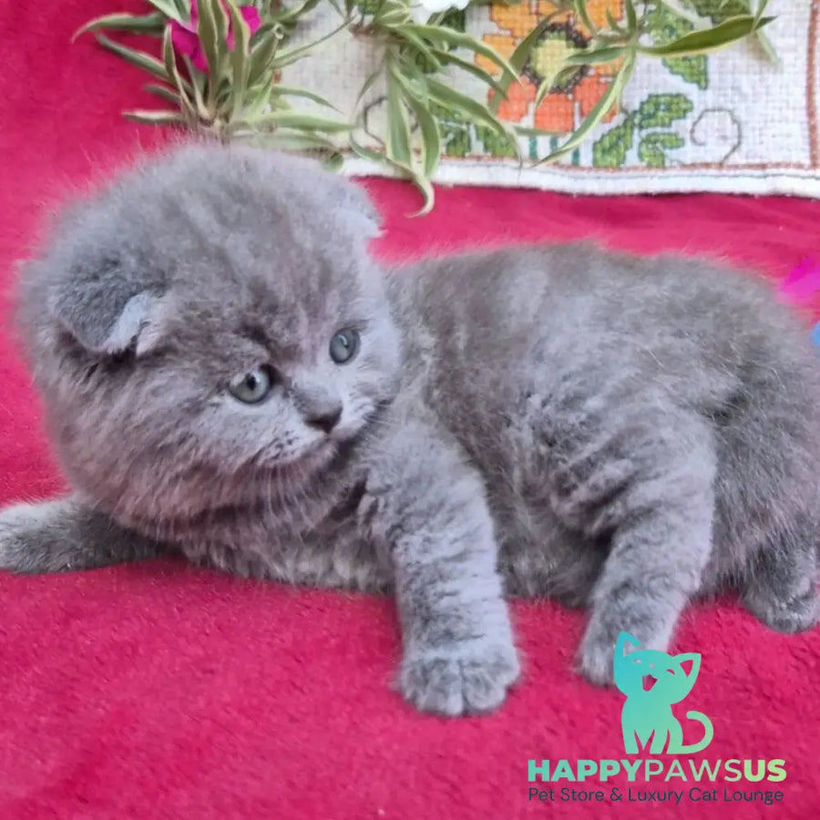 Lola Scottish Fold female blue - live animals