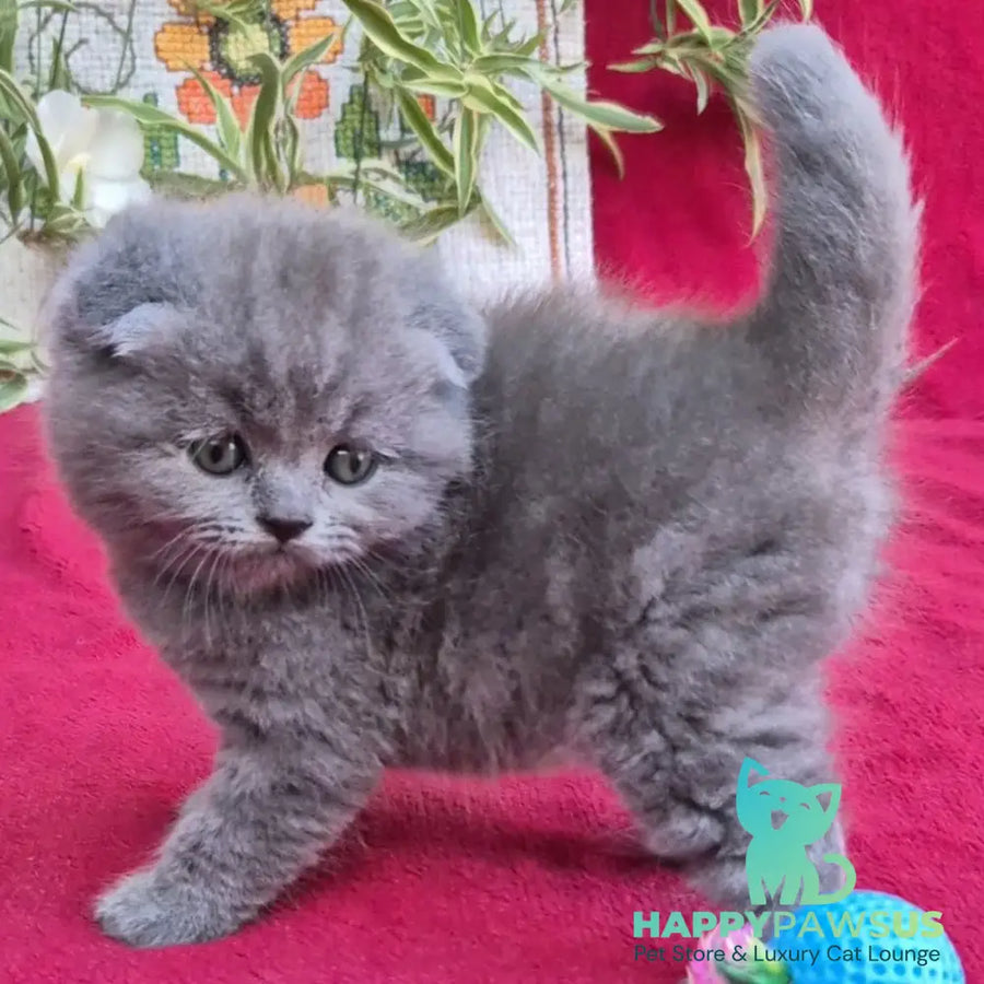 Lola Scottish Fold female blue - live animals