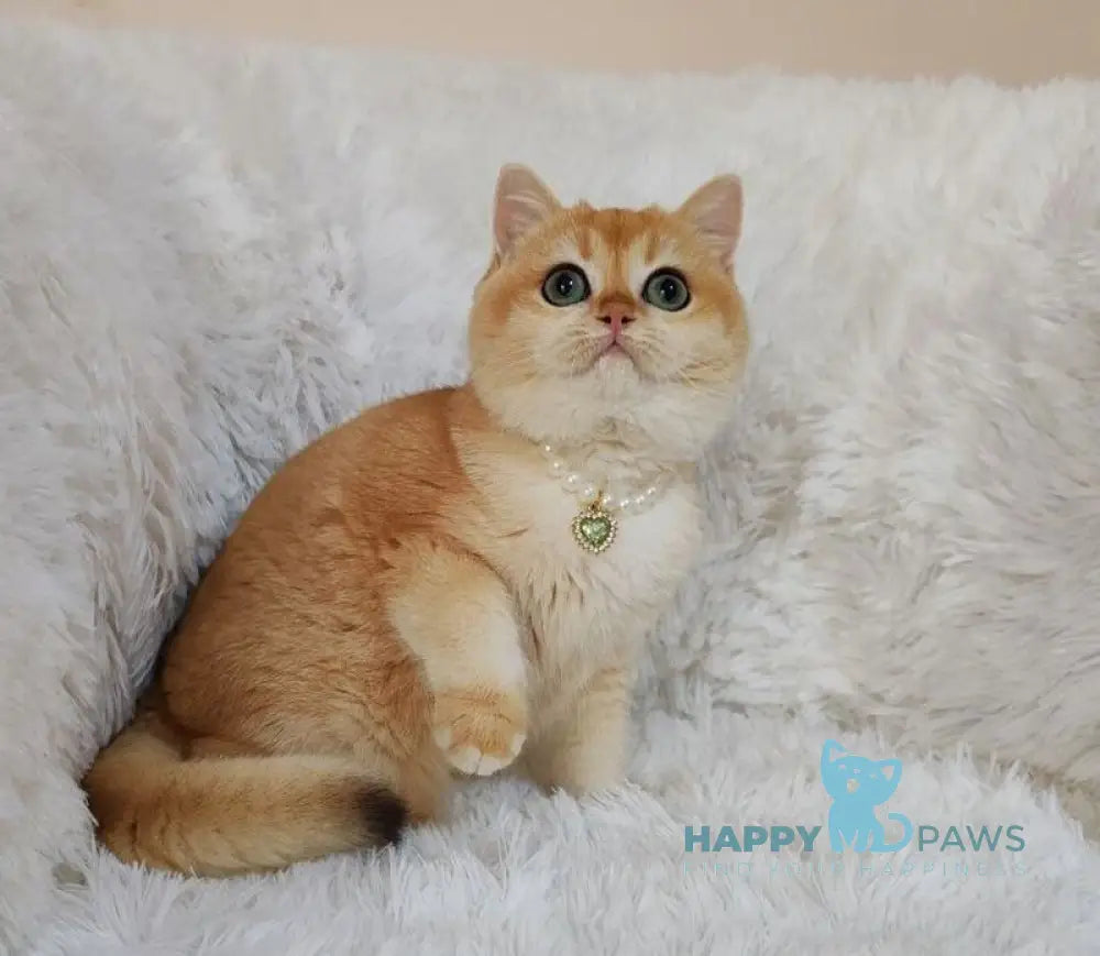 Lolita British Shorthair female black golden chinchilla live animals