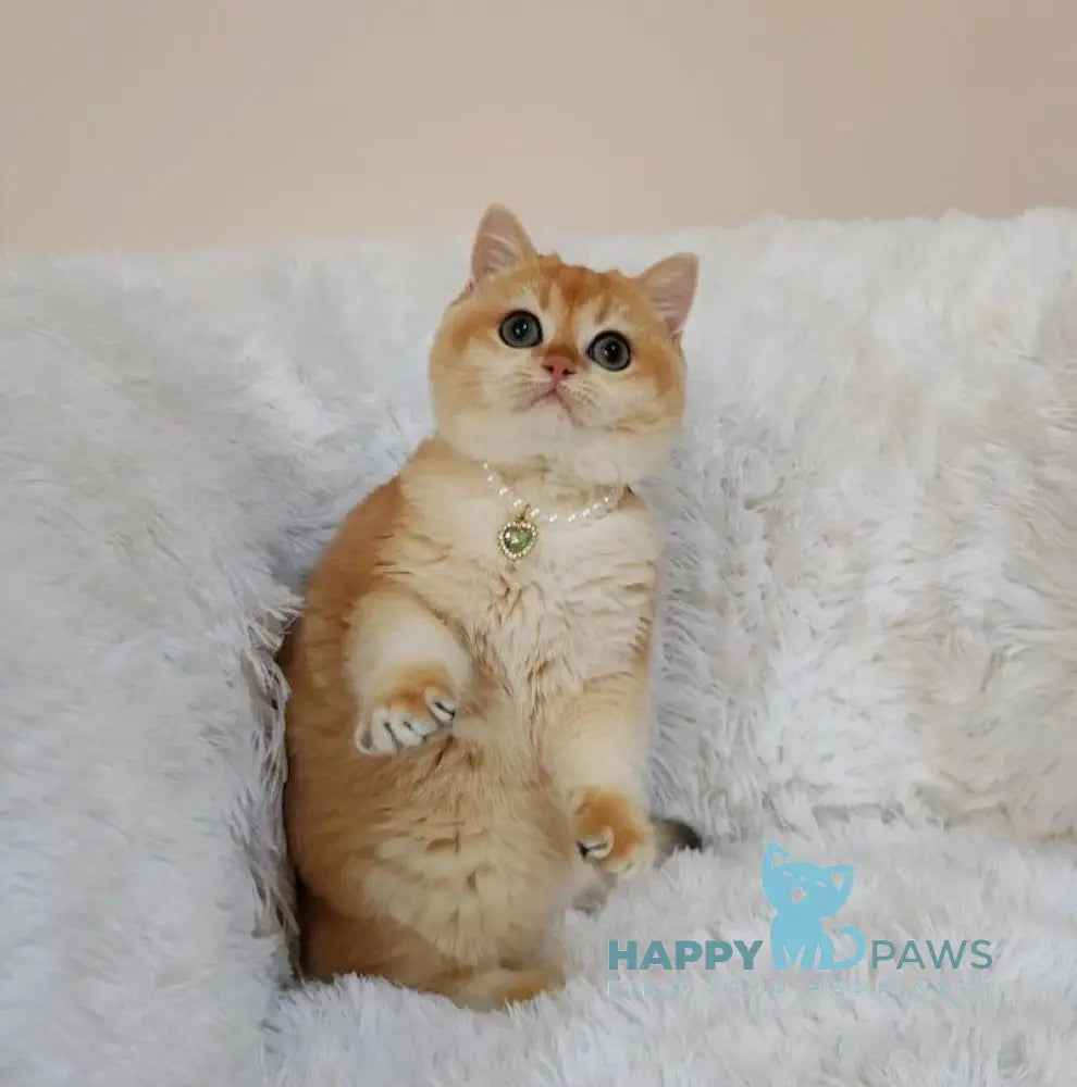 Lolita British Shorthair female black golden chinchilla live animals