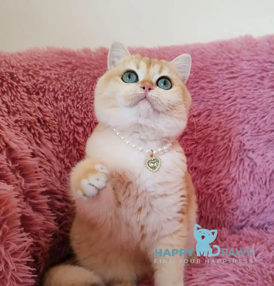 Lolita British Shorthair female black golden chinchilla live animals