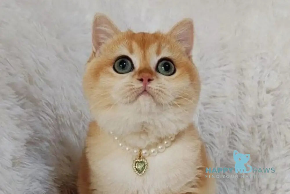 Lolita British Shorthair female black golden chinchilla live animals