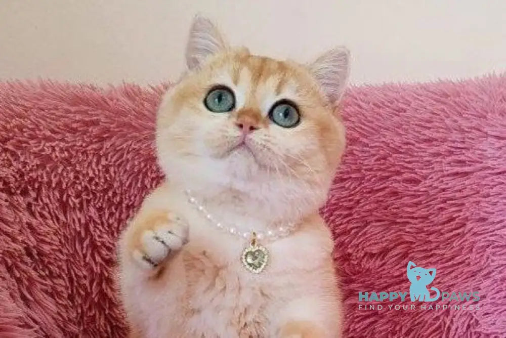 Lolita British Shorthair female black golden chinchilla live animals