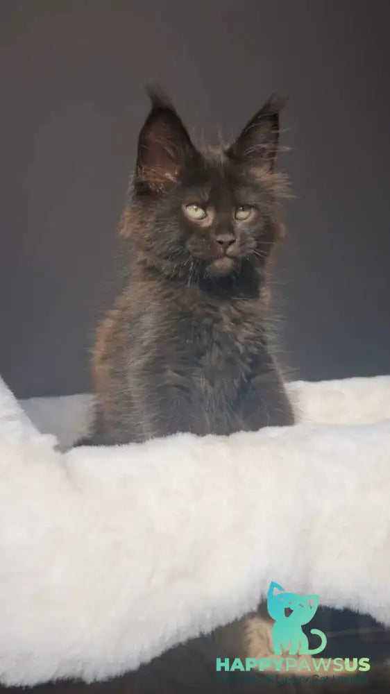 Lolita Maine Coon female black - live animals
