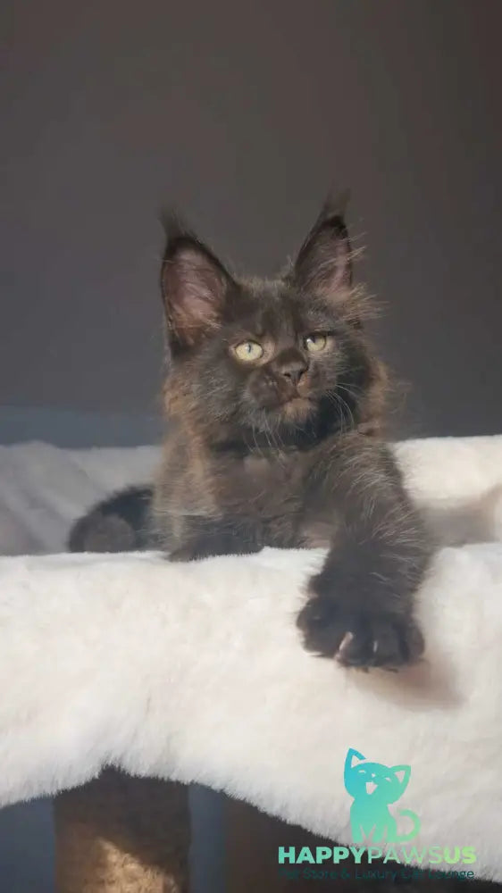 Lolita Maine Coon female black - live animals