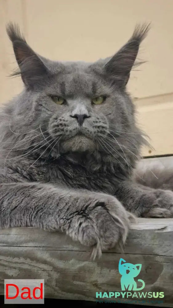 Lolita Maine Coon female black - live animals
