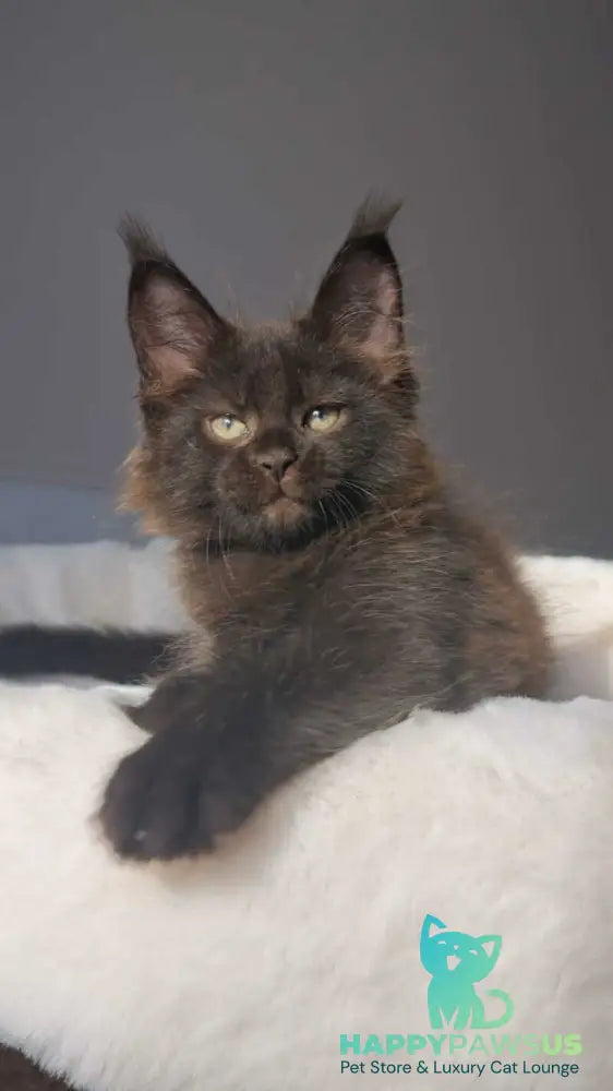 Lolita Maine Coon female black - live animals