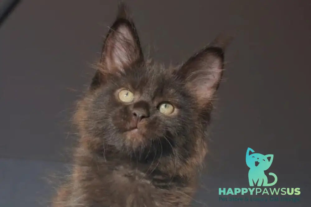 Lolita Maine Coon female black - live animals